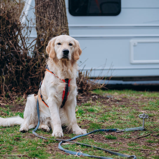 PetPeg 2.0 • Single Item (HP63)