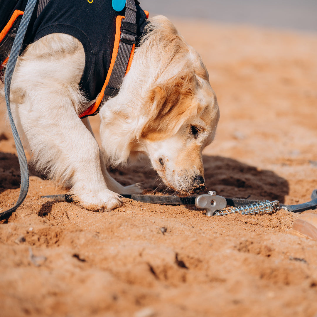 PetPeg 2.0 • Single Item (HP63)