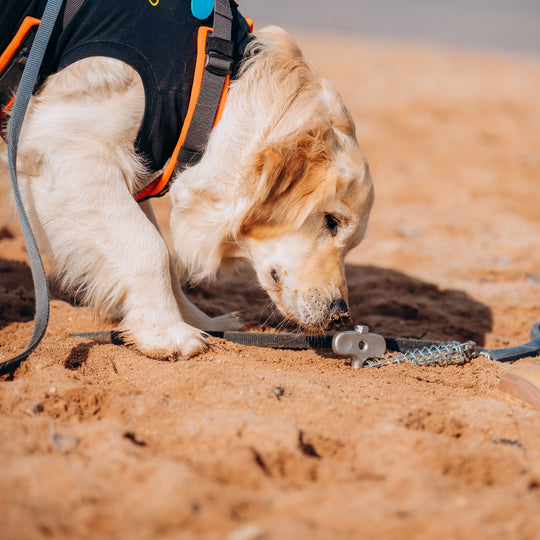 PetPeg 2.0 • Single Item (HP63)