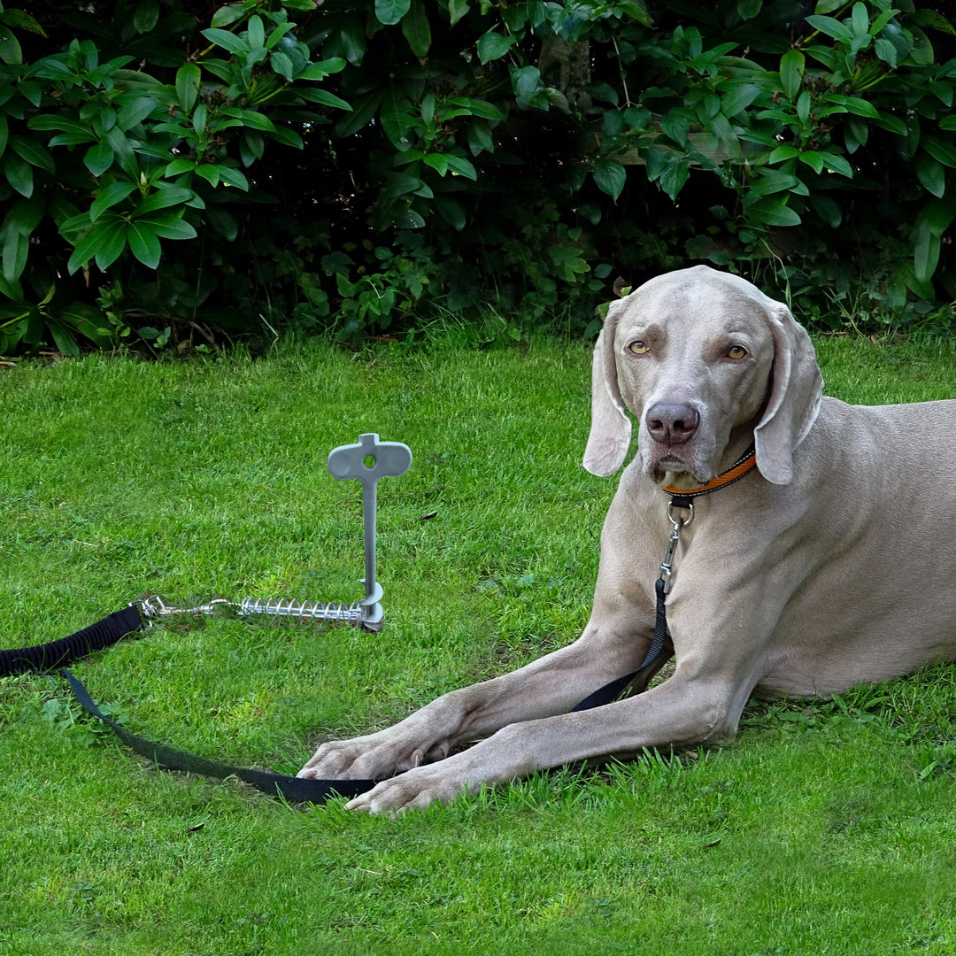 PetPeg 2.0 • Single Item (HP63)