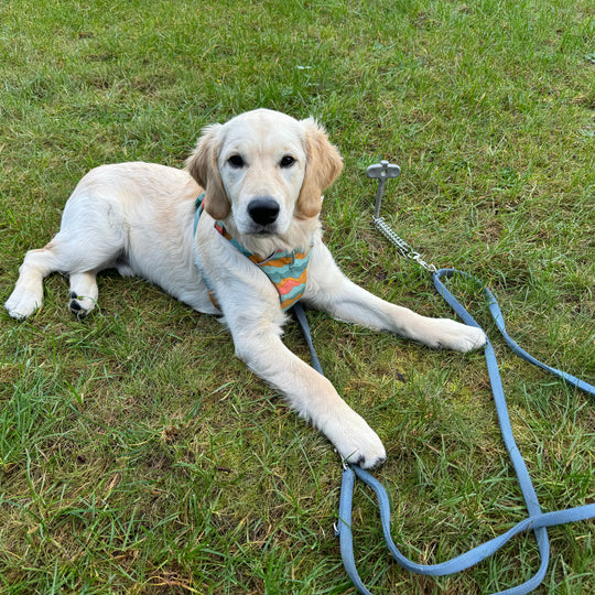 PetPeg 2.0 • Single Item (HP63)