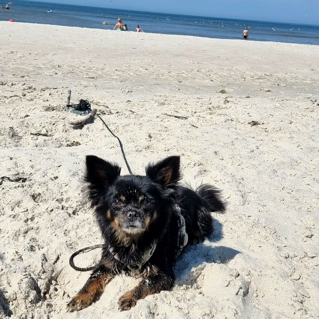 PetPeg • Single item (HP62) • Ground anchor with shock absorber for your beloved Pet!