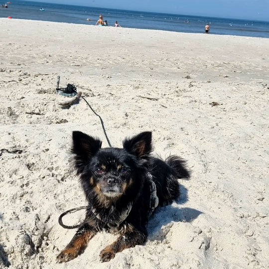 PetPeg • Single item (HP62) • Ground anchor with shock absorber for your beloved Pet!