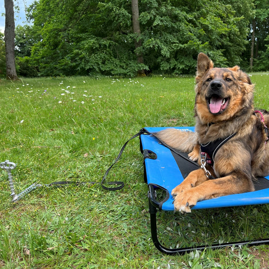 PetPeg • Single item (HP62) • Ground anchor with shock absorber for your beloved Pet!