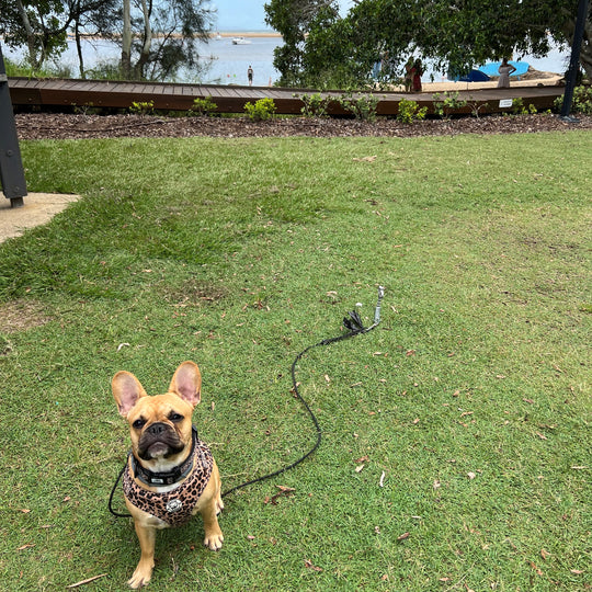 PetPeg • Single item (HP62) • Ground anchor with shock absorber for your beloved Pet!