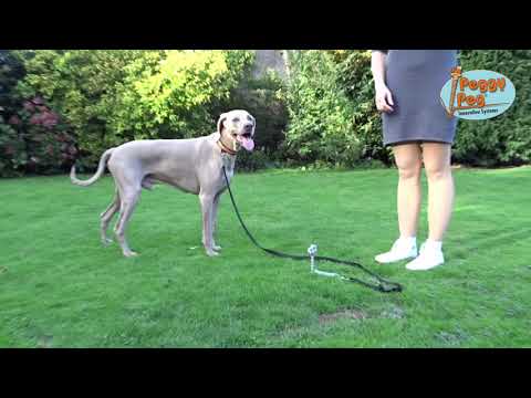 PetPeg • Single item (HP62) • Ground anchor with shock absorber for your beloved Pet!